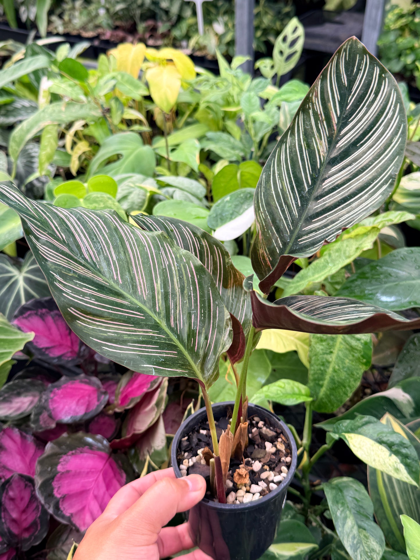 Calathea sanderiana 'Pinstripe Calathea' Variegated H24