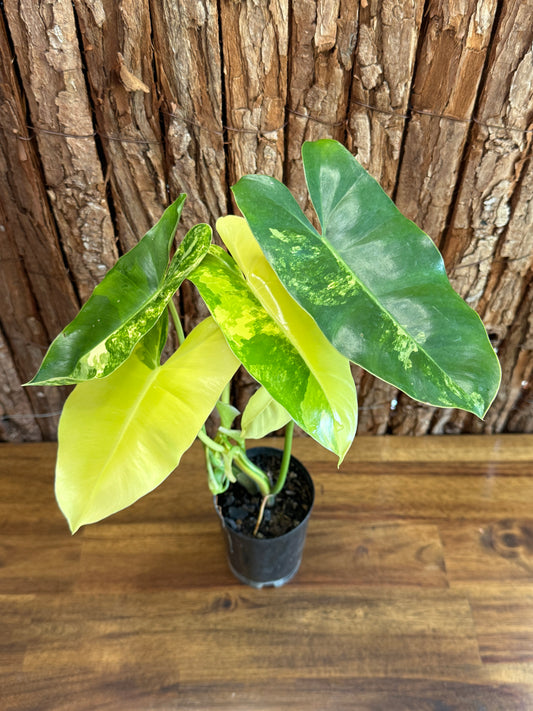 Philodendron Burle Marx Variegata