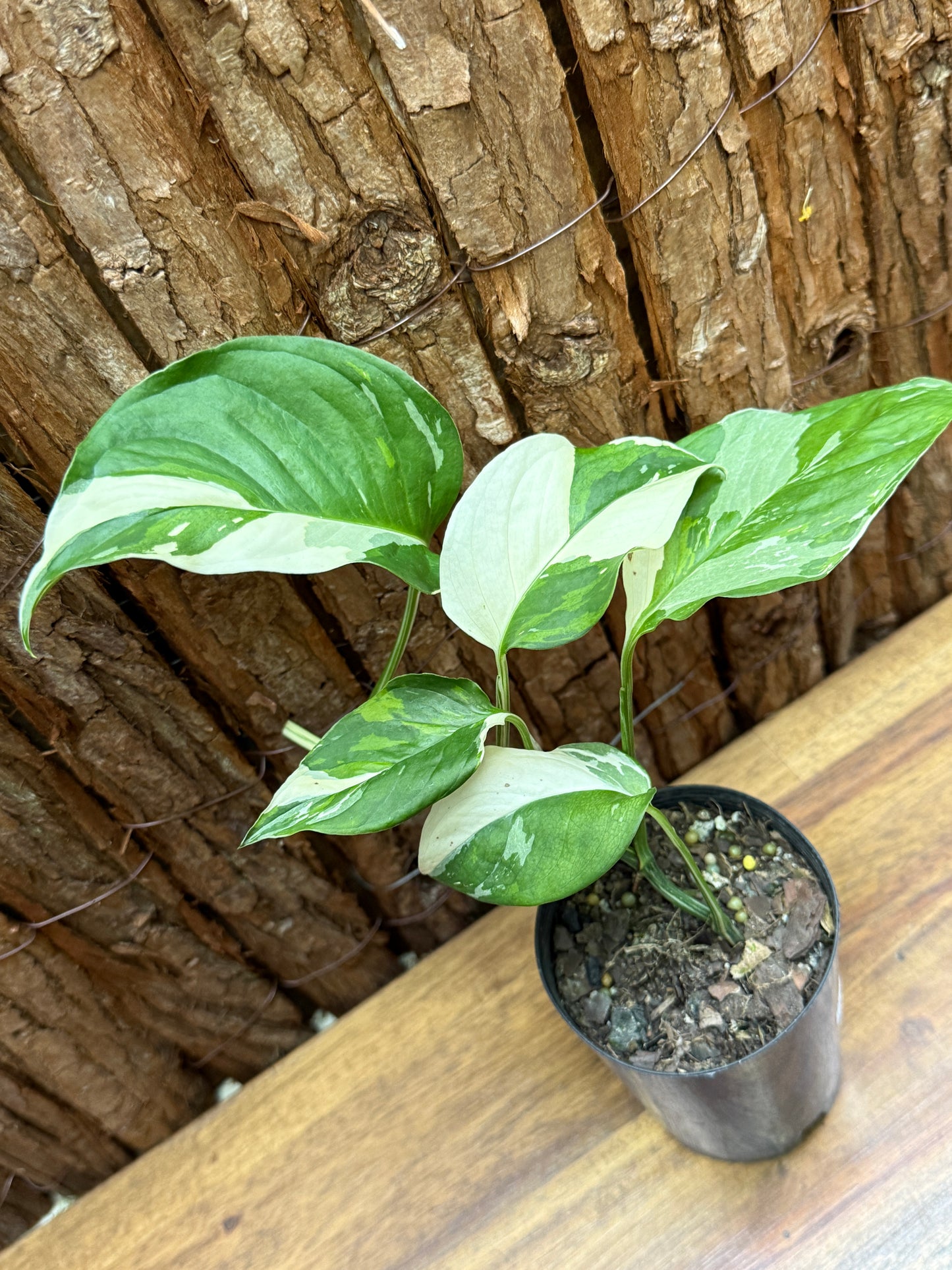 Monstera laniata Variegata