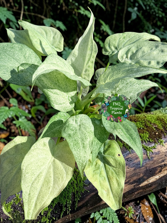 Alocasia cucullata 'White Mint Variegated' O4