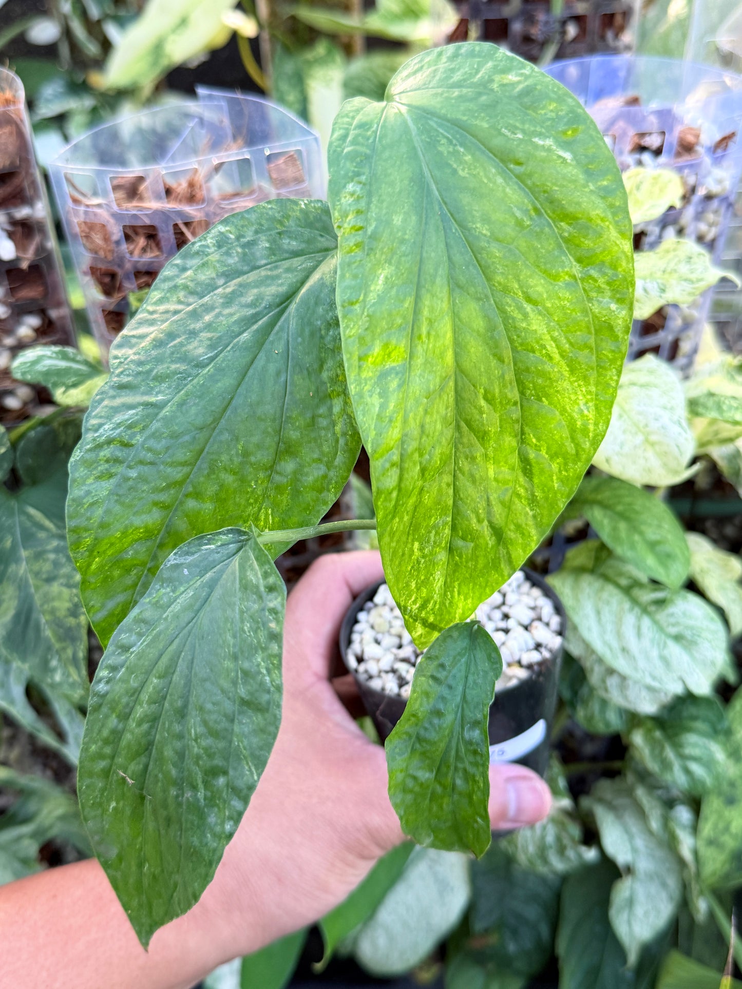 Amydrium 'Medium  Variegata' L75