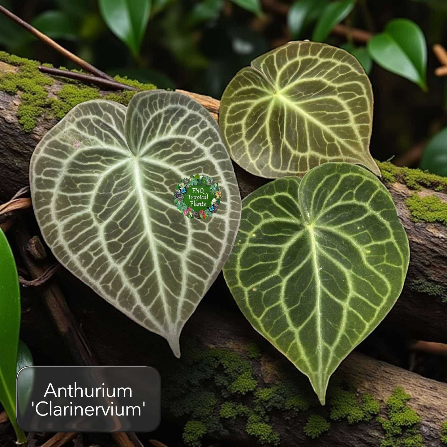 Anthurium Clarinervium Q73