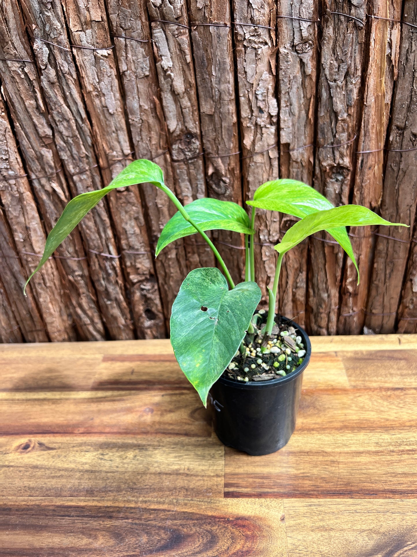 Epipremnum pinnatum 'Mint' Variegata B295