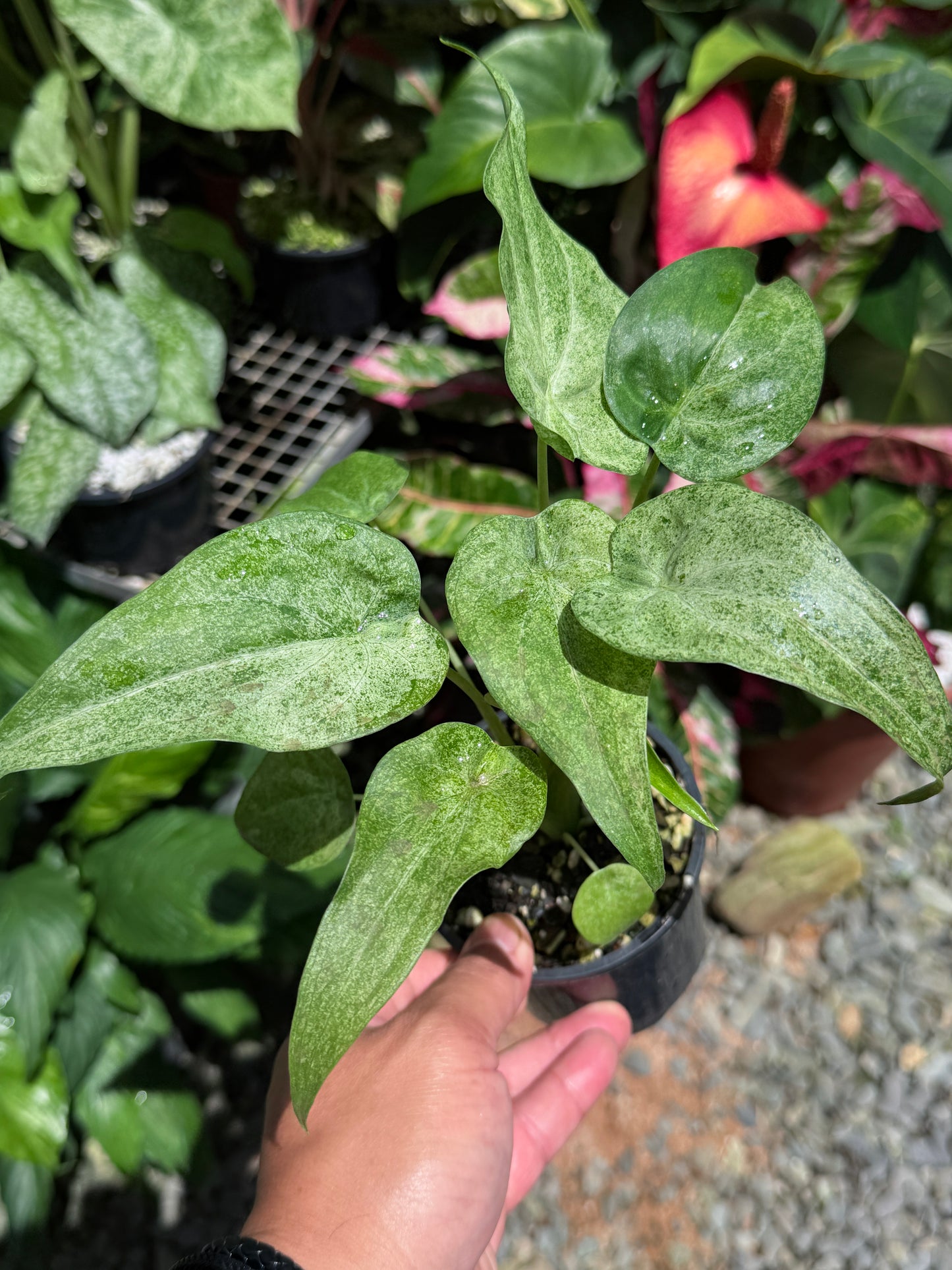 Alocasia Cucullata Mint Variegated (New Release) W16