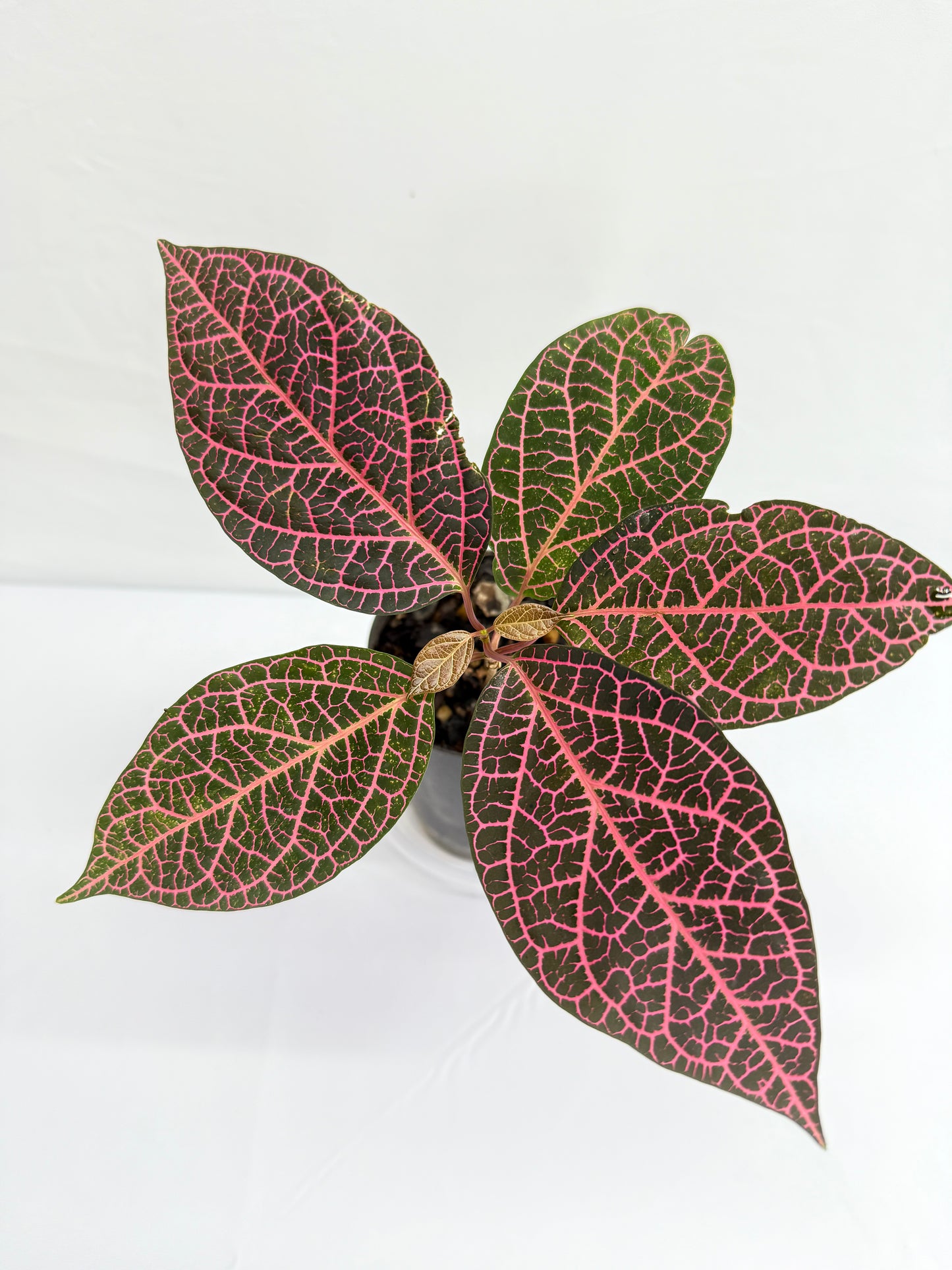 Prestonia quinquangularis 'Dogbane' - Best Plant in Stock.