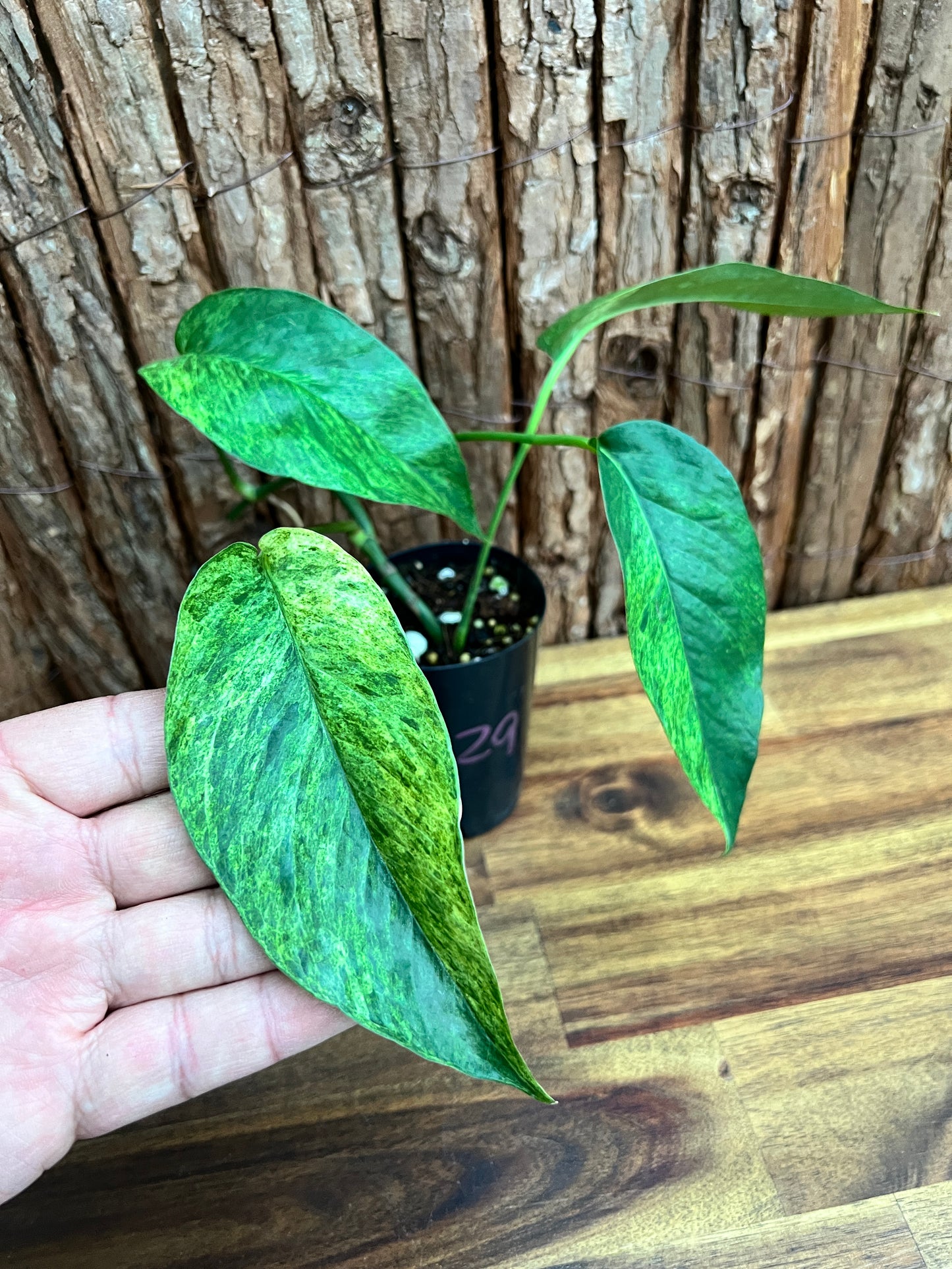 Epipremnum pinnatum 'Mint' Variegata A29