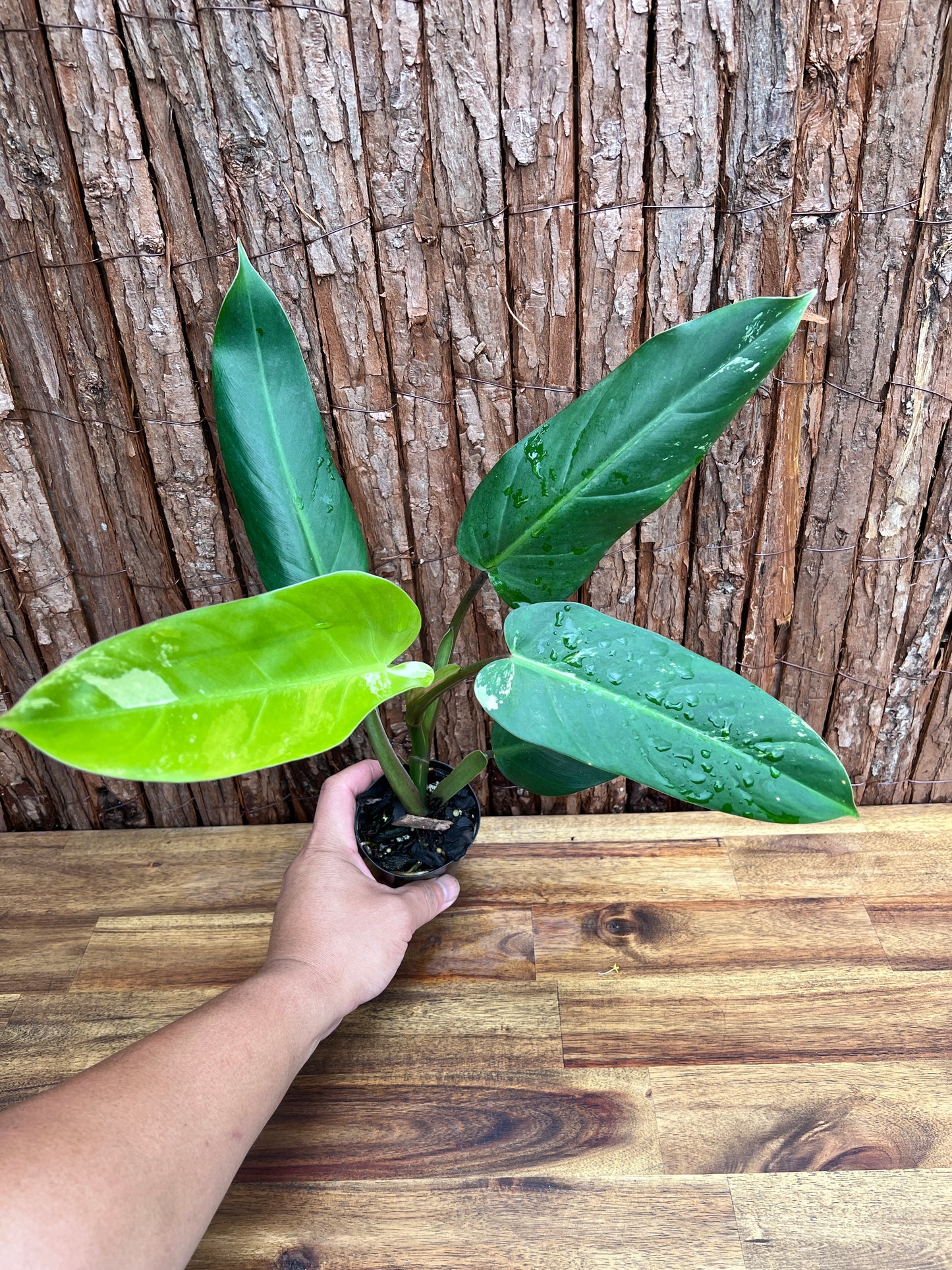 Philodendron Whipple Way NONTC B154