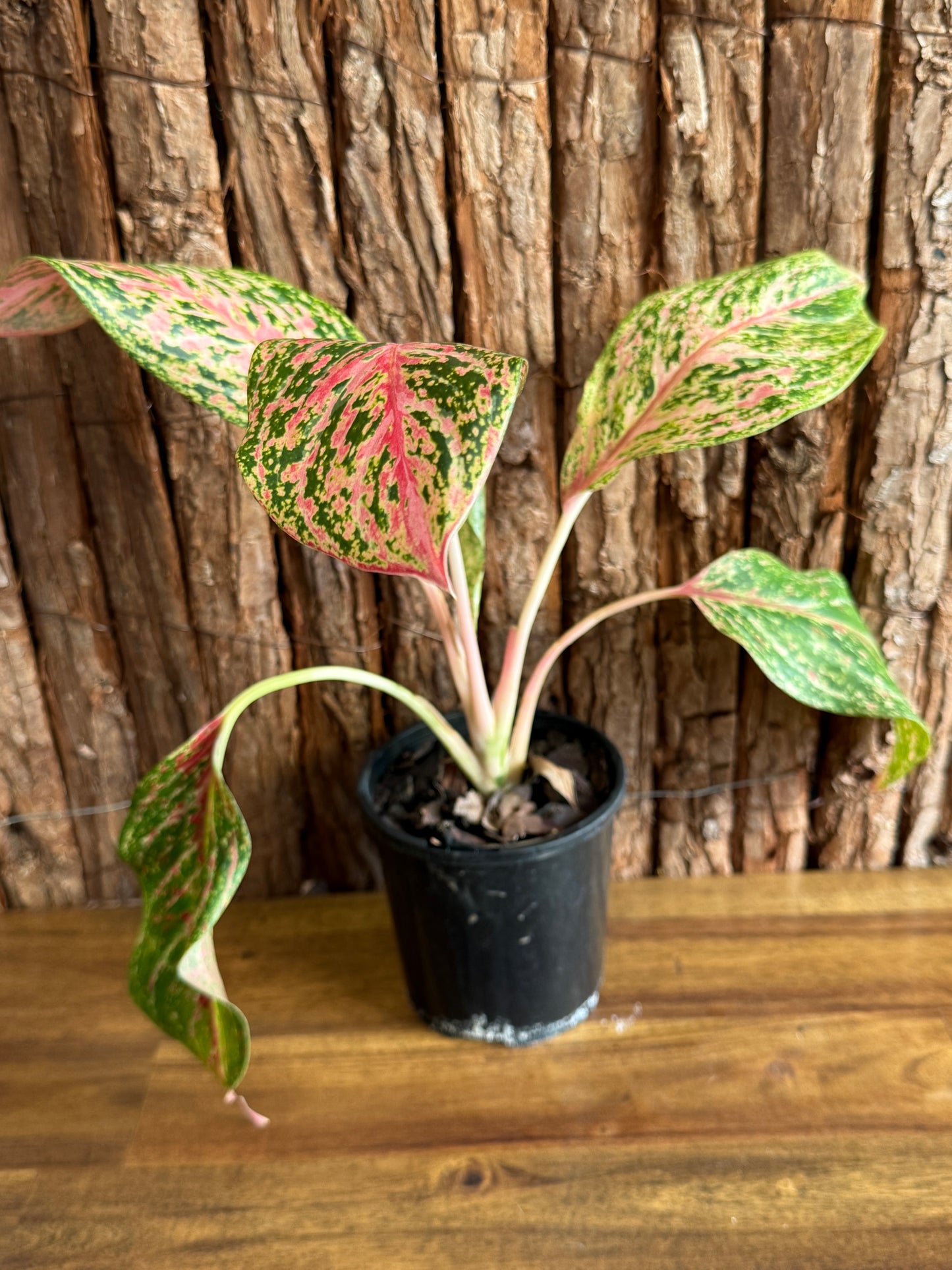 Aglaonema Sparkling Sarah