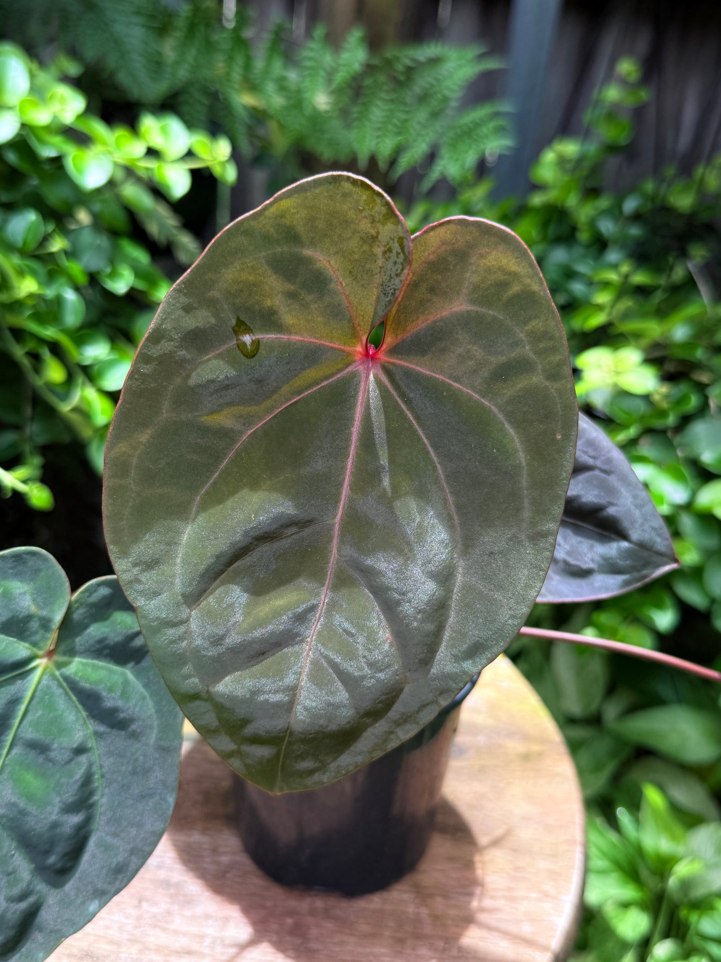 Anthurium hoffmannii Red Sinus aka Blood Moon - Rarely Offered B54