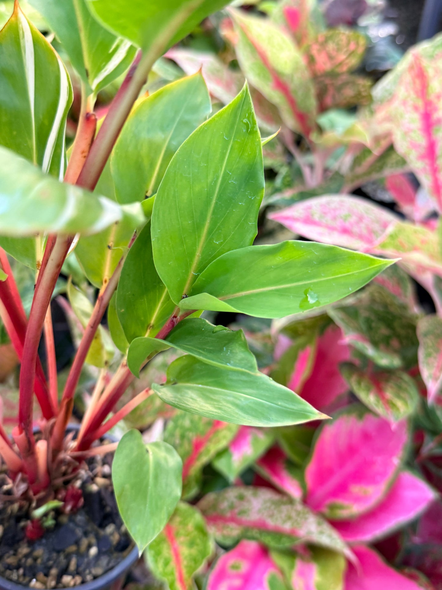 Pleuranthodium schlecteri 'Variegated Dwarf Ginger' - Rarely Offered G39