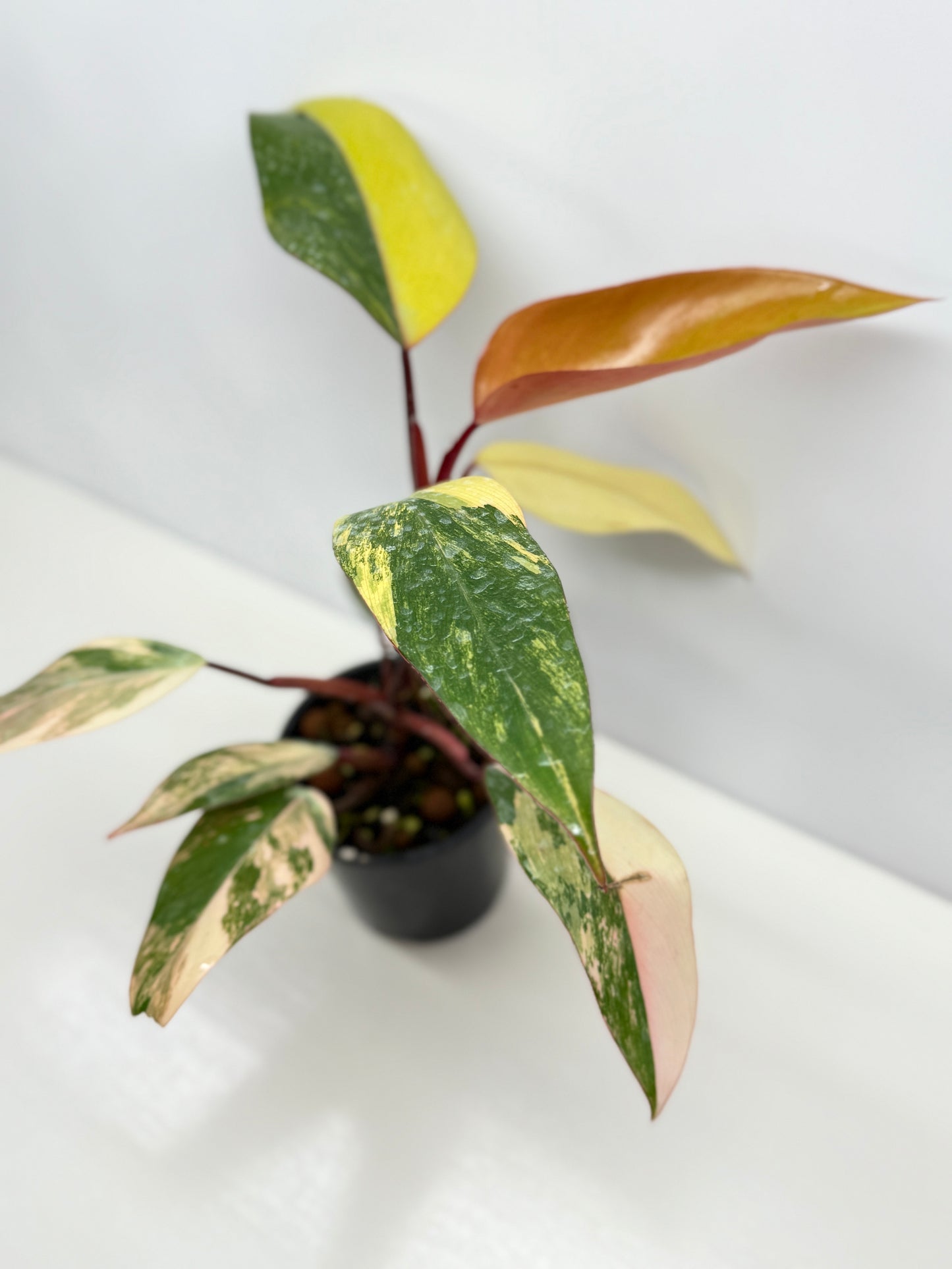 Philodendron Strawberry Shake - Highly Variegated NONTC. U61