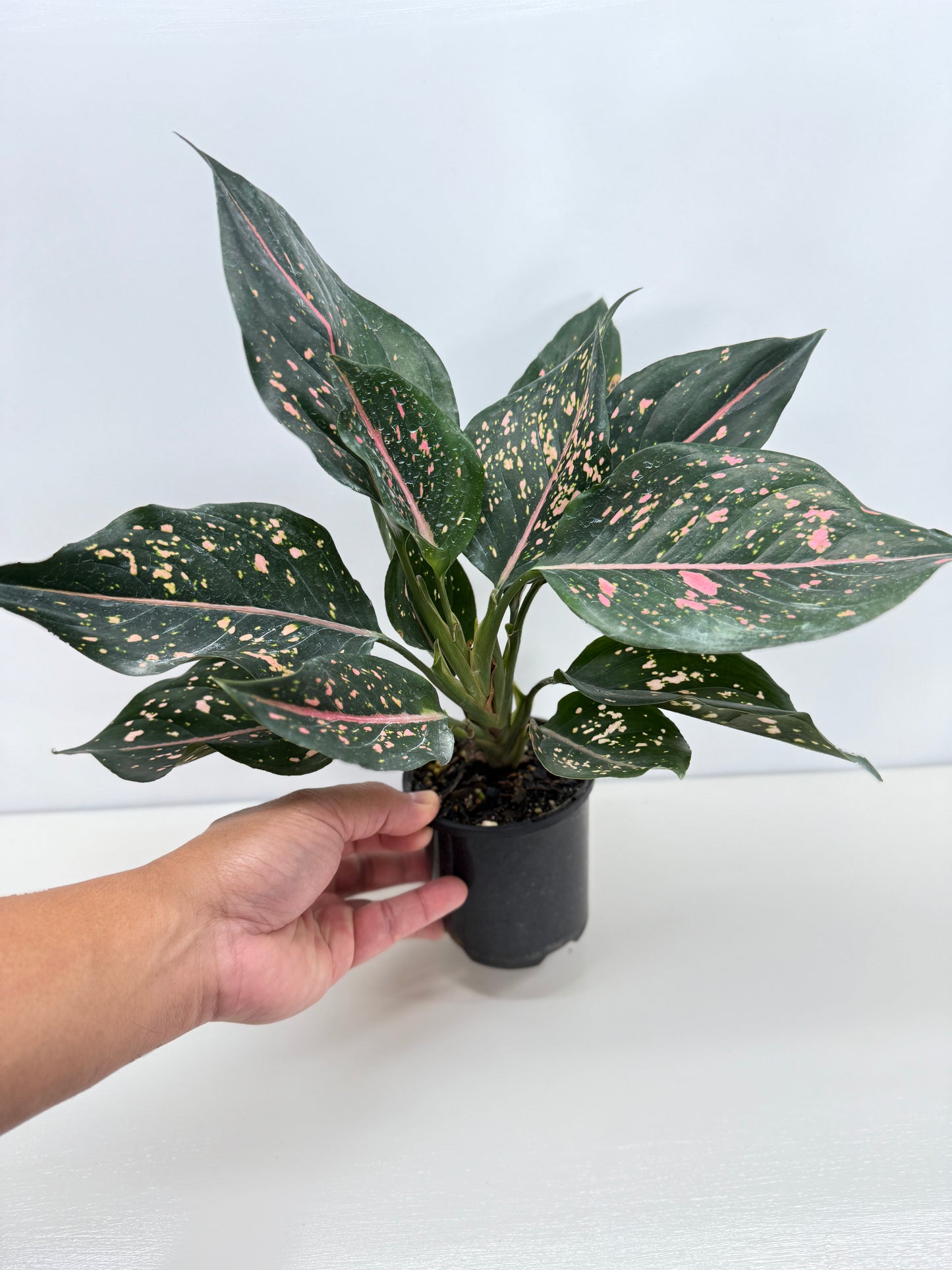 Aglaonema Pink Dalmatian - Best Pick of the Crop!