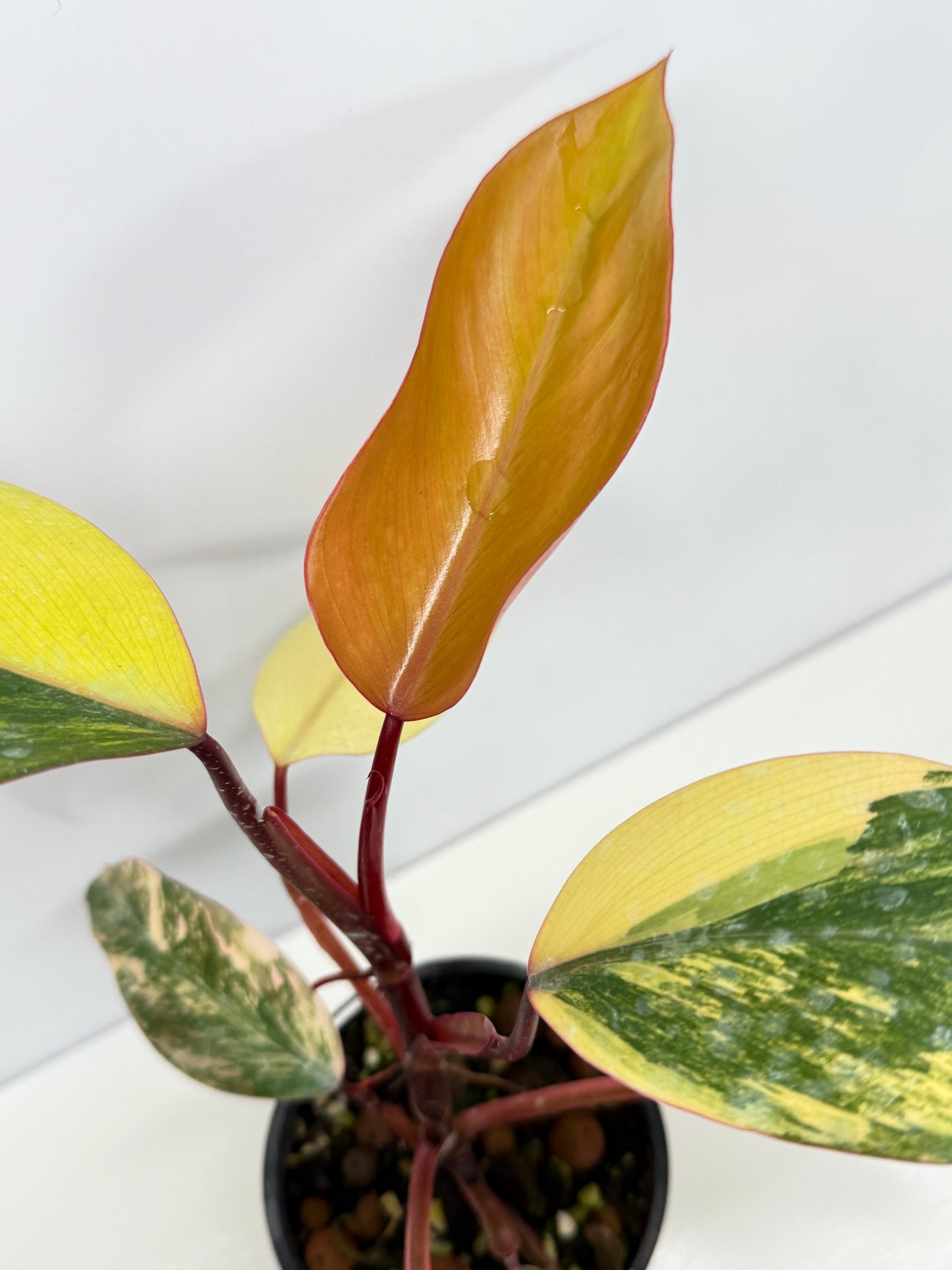 Philodendron Strawberry Shake - Highly Variegated NONTC. U61