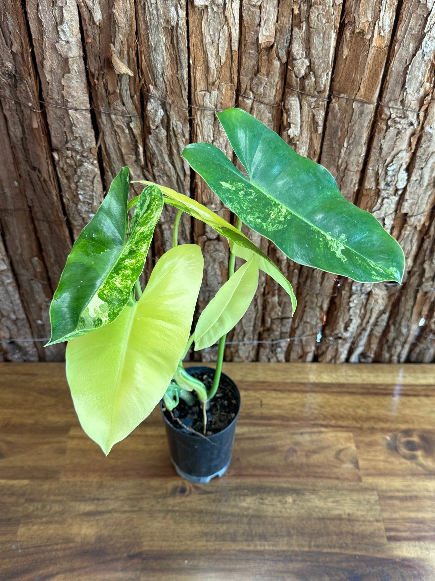 Philodendron Burle Marx Variegata