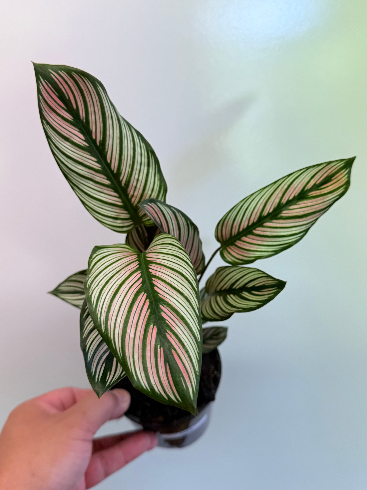 Calathea White Star O54