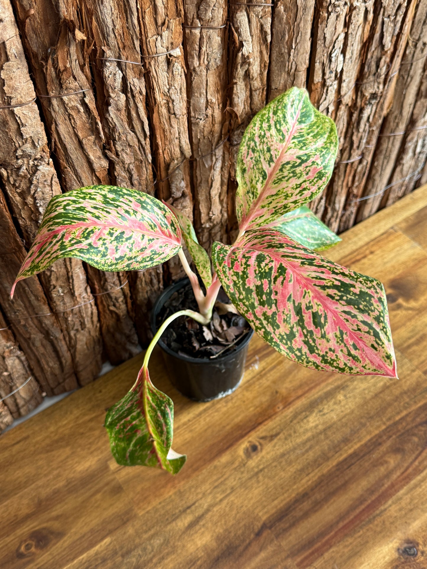 Aglaonema Sparkling Sarah