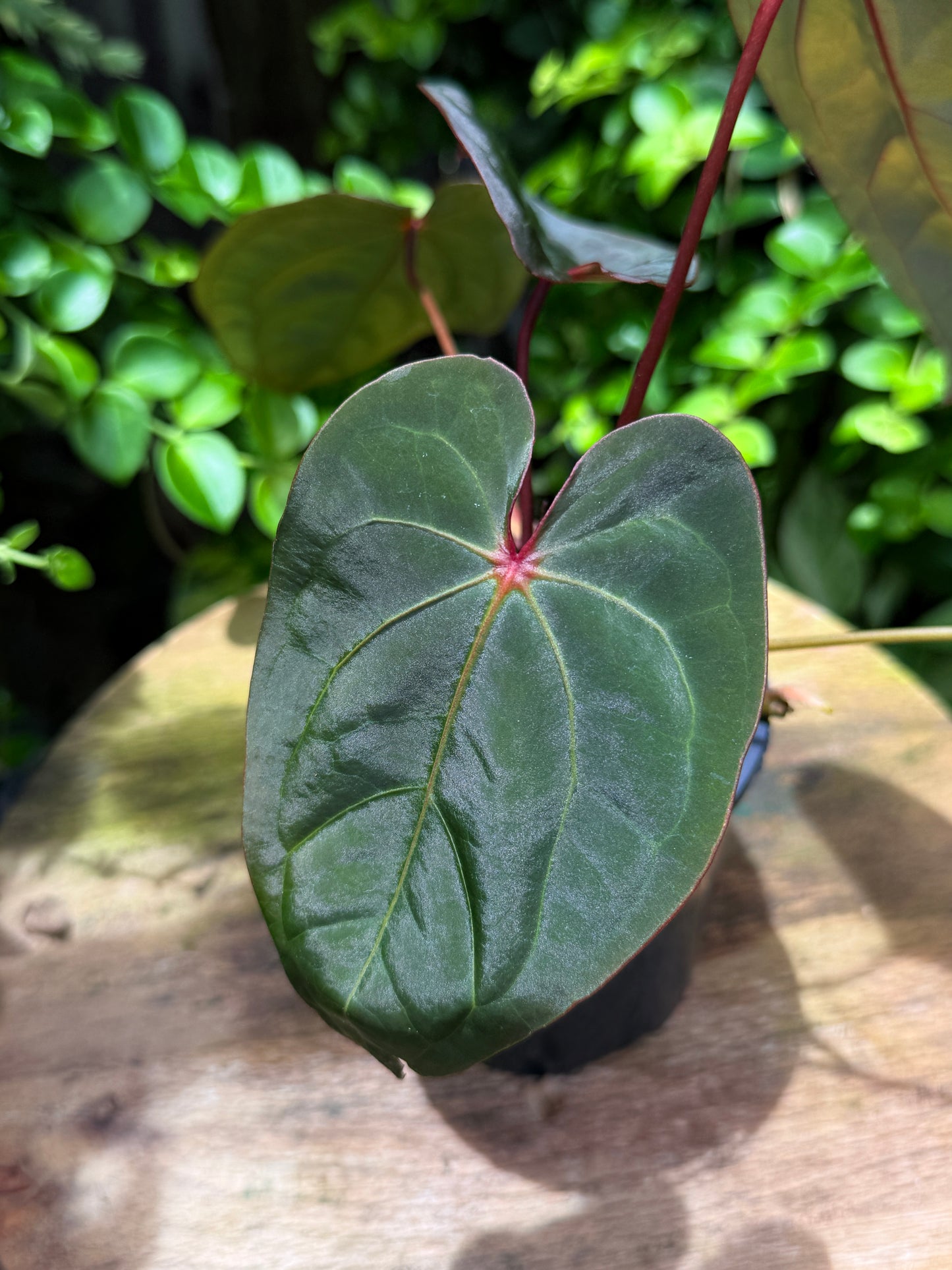 Anthurium hoffmannii Red Sinus aka Blood Moon - Rarely Offered B54