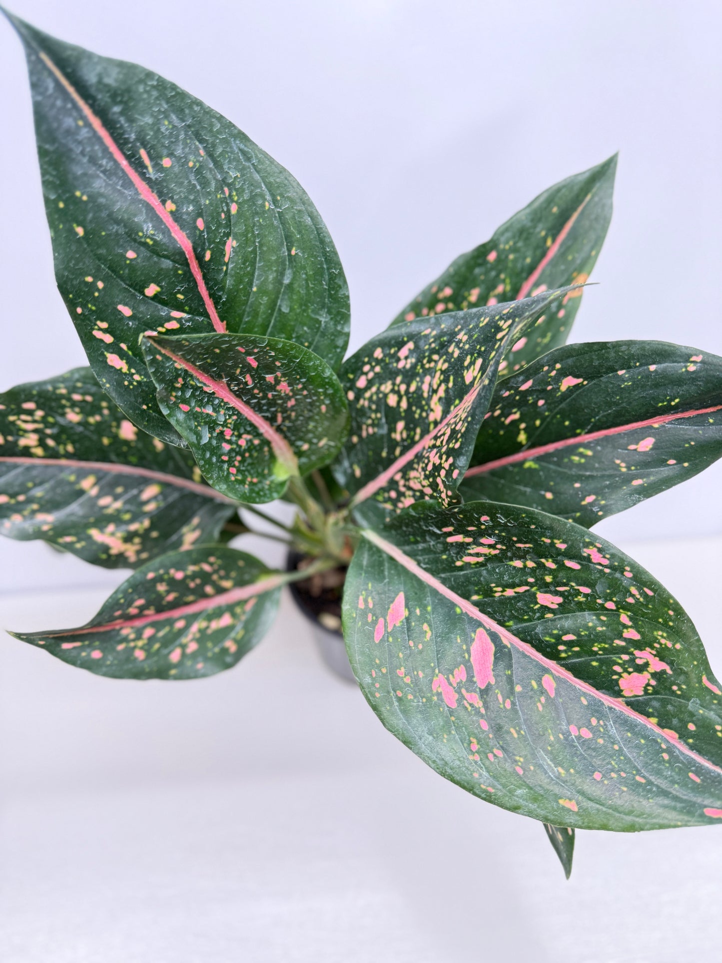 Aglaonema Pink Dalmatian - Best Pick of the Crop!