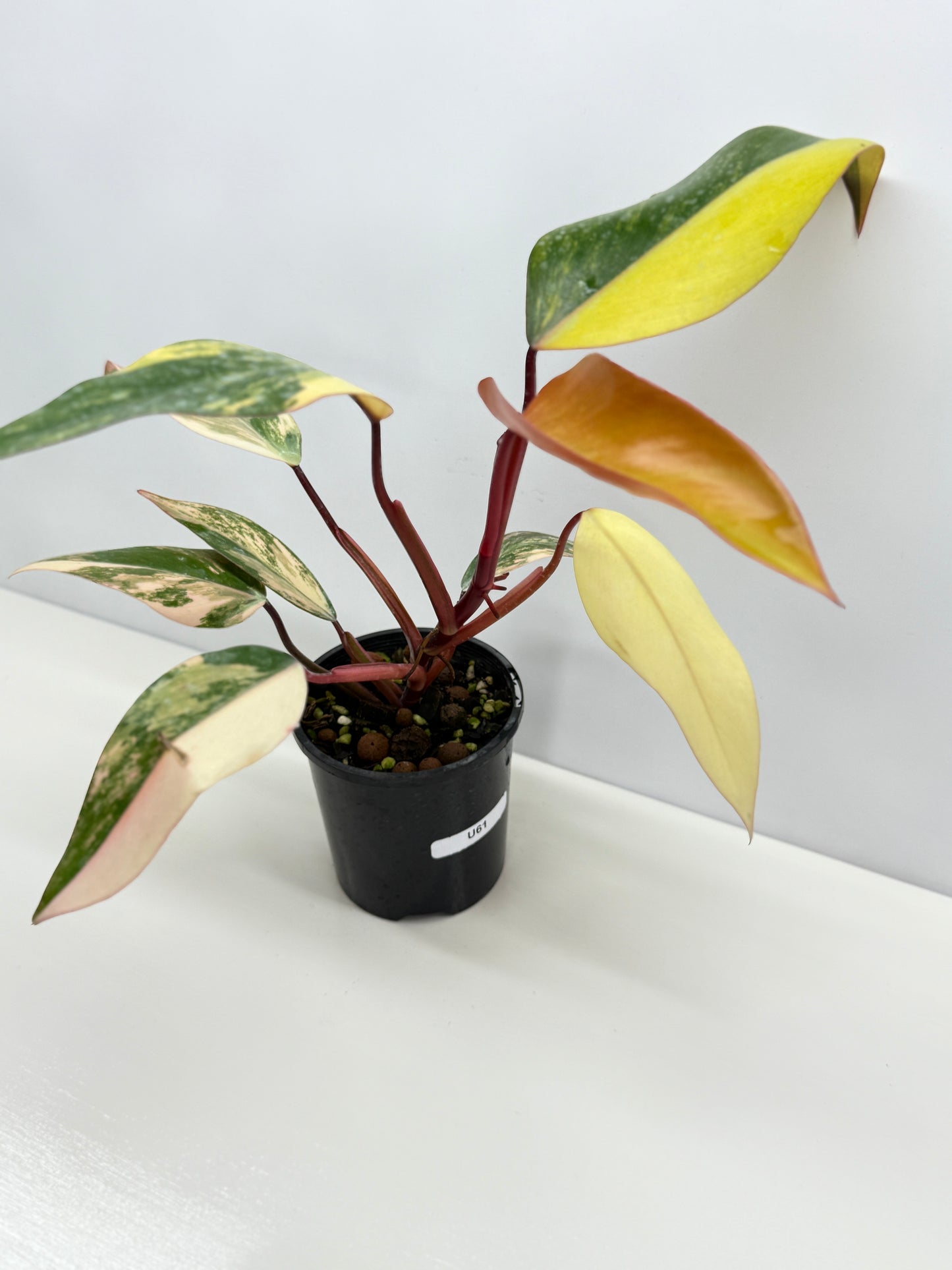 Philodendron Strawberry Shake - Highly Variegated NONTC. U61