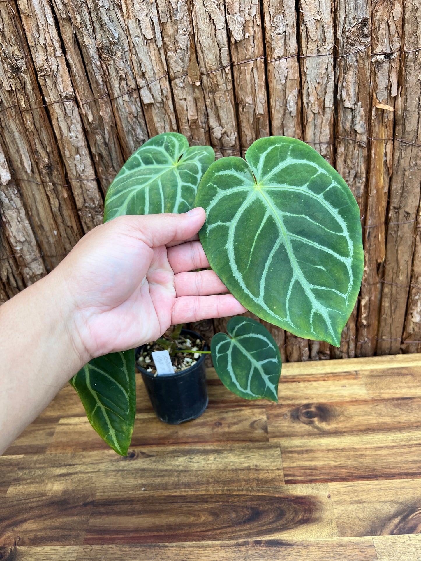 Anthurium 'Crystallinum x Lava Rock’ Z39