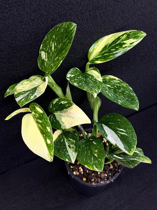 Monstera standleyana 'Albo' C38