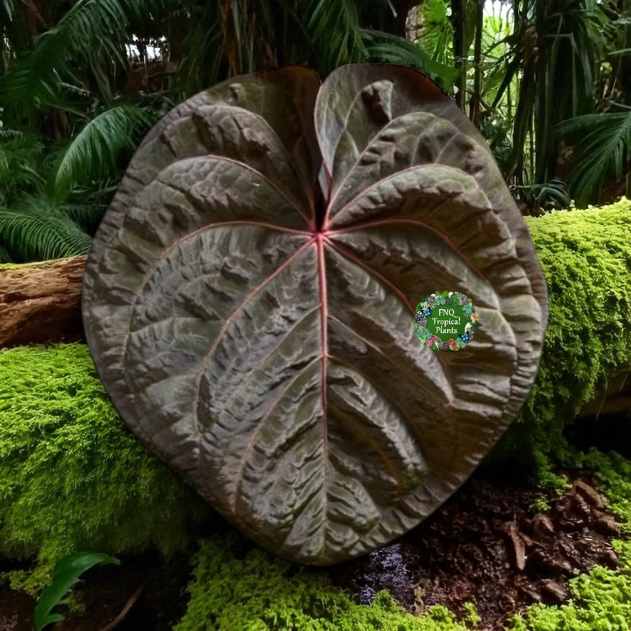 Anthurium hoffmannii Red Sinus aka Blood Moon - Rarely Offered B58