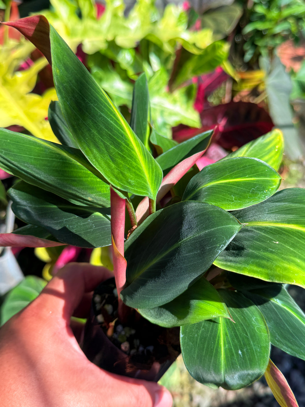 Boesenbergia aurantiaca 'Ornamental Ginger Orange Flowers' T83