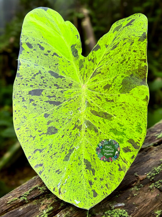 Colocasia Golden Mojito - New Release Y35