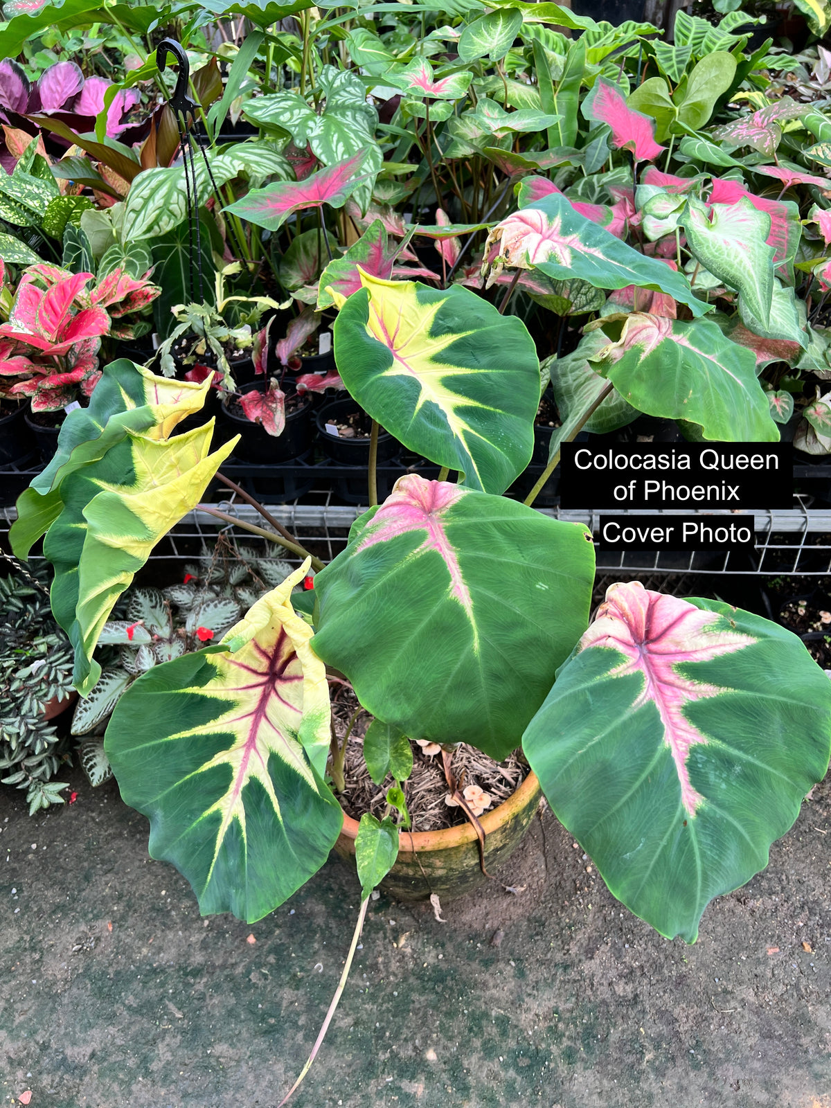 Colocasia 'Queen of Phoenix' W7