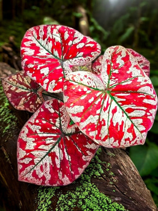 Caladium 'Scarlet Mary' - New Release B66 C55