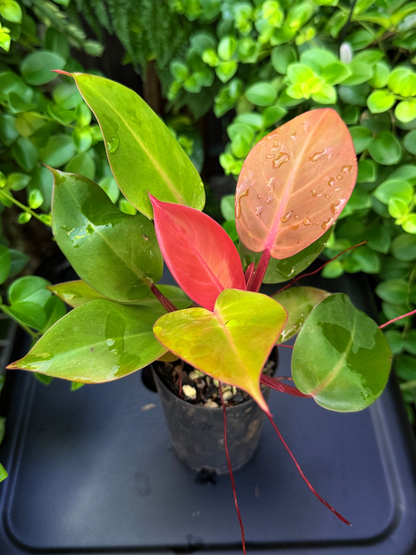 Philodendron 'Cherry Red' - Best Plant in Stock.
