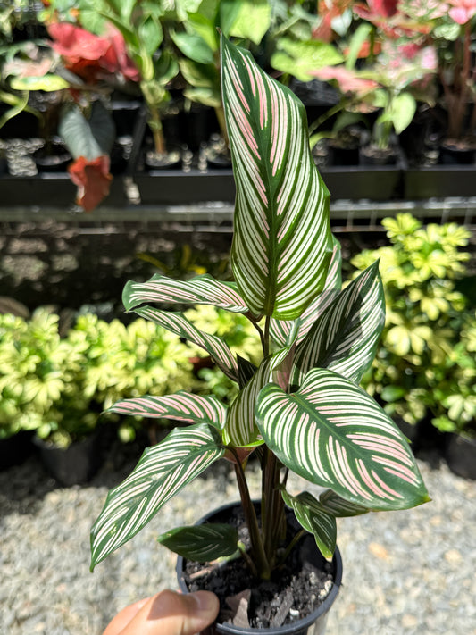 Calathea White Star O56