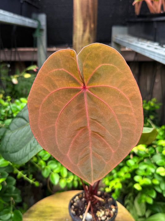 Anthurium hoffmannii Red Sinus aka Blood Moon - Rarely Offered V16