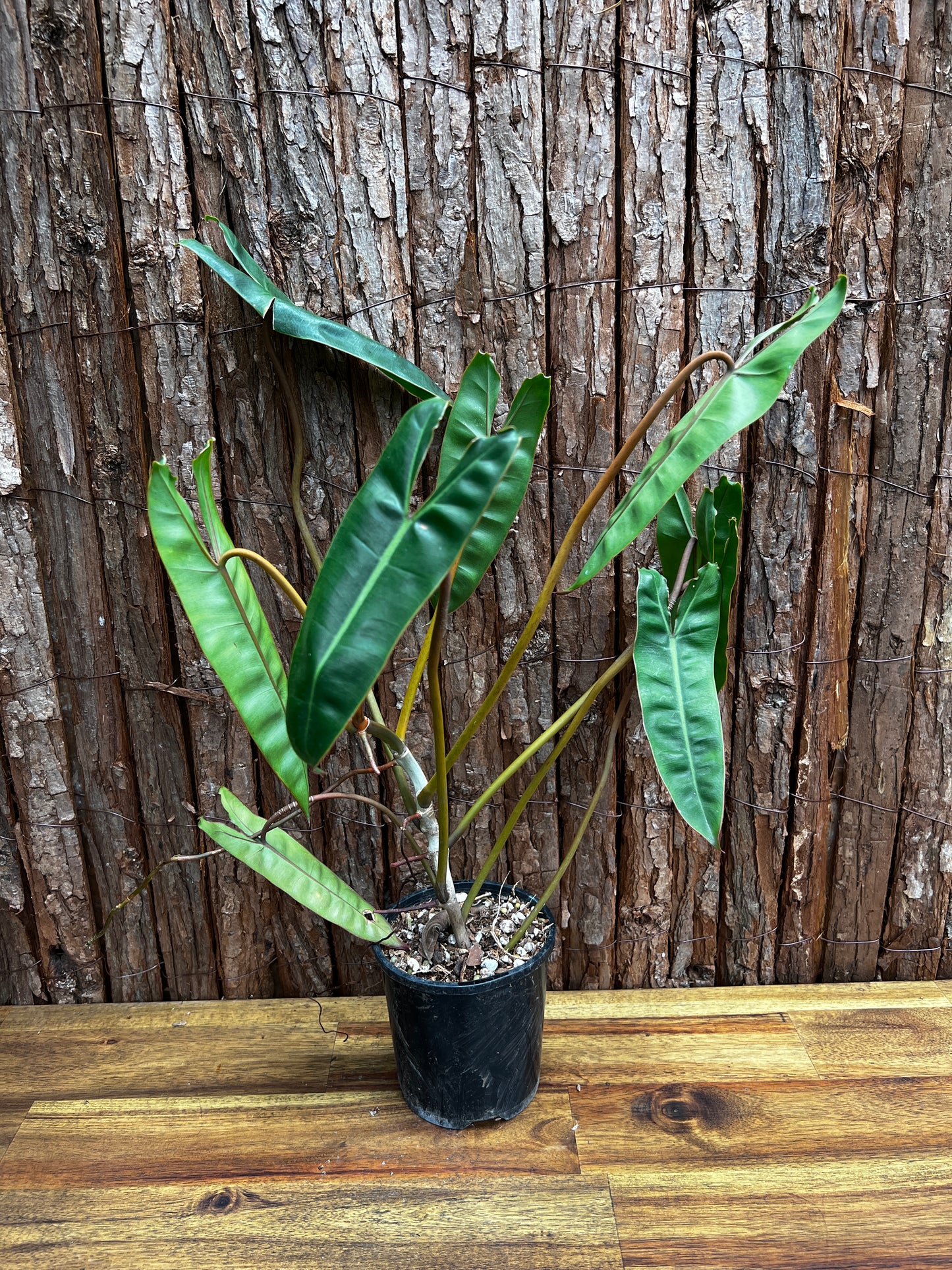 Philodendron 'Billietiae'