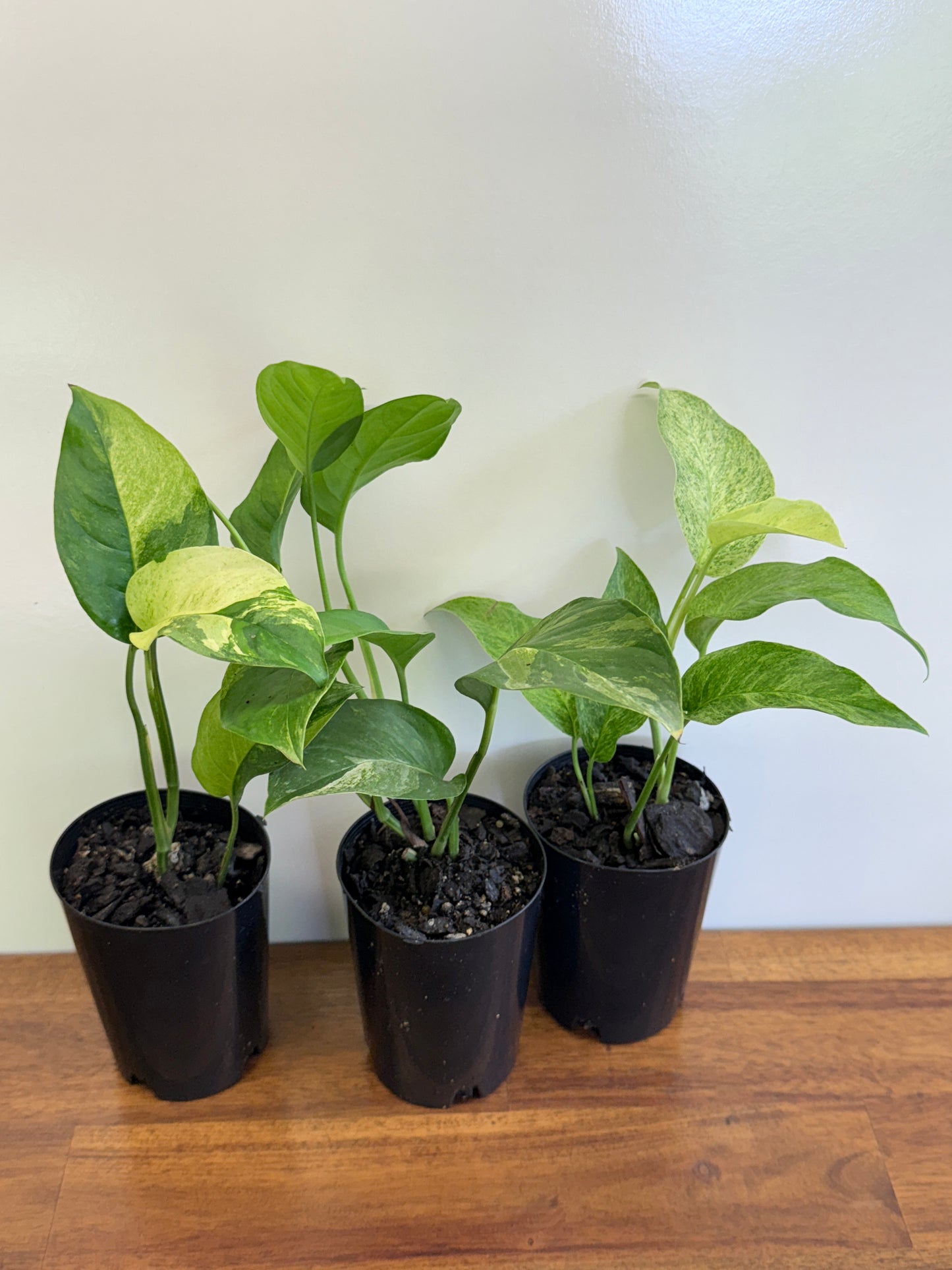 Monstera Laniata Smokey Variegated