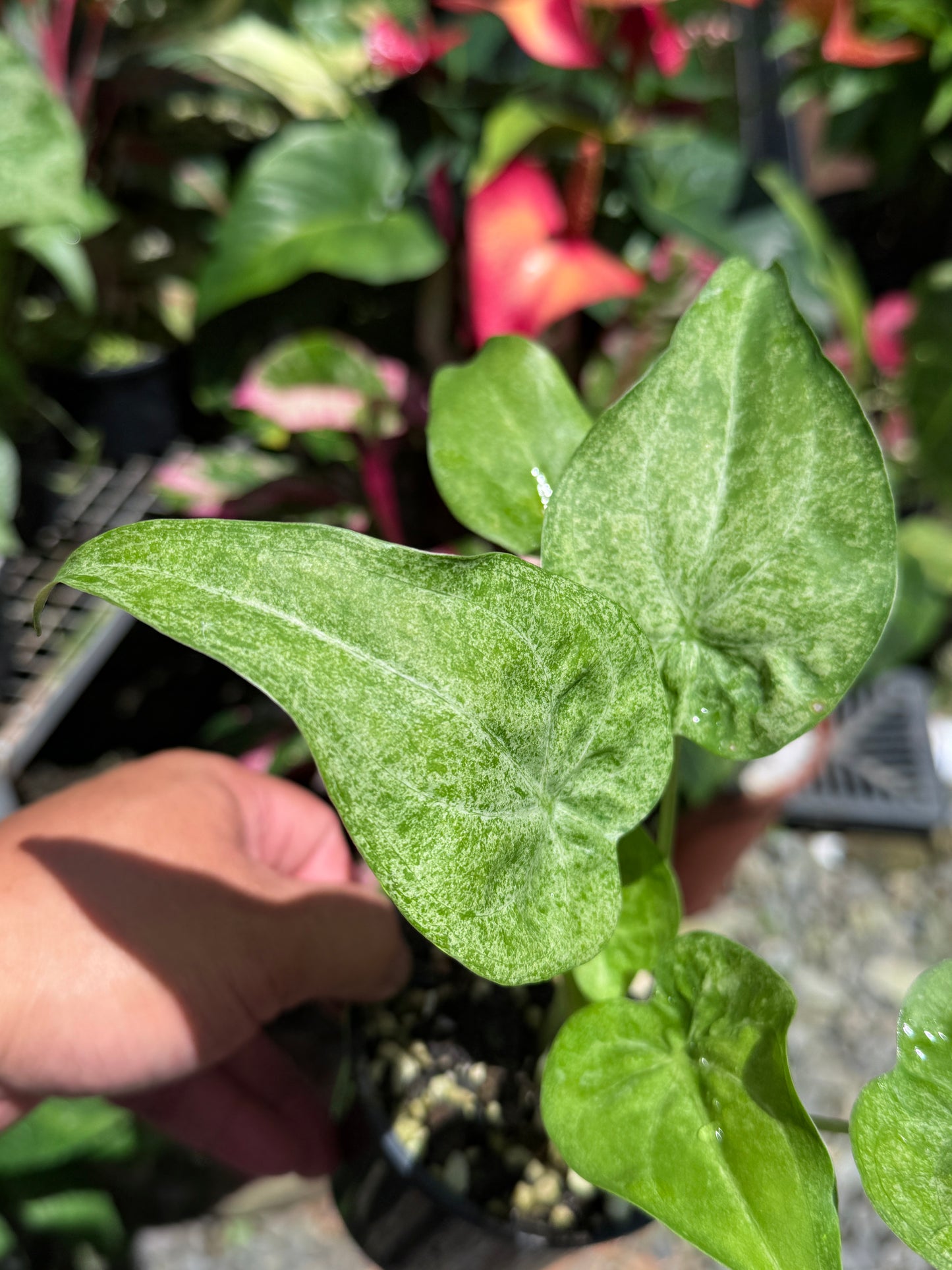 Alocasia Cucullata Mint Variegated (New Release) W15