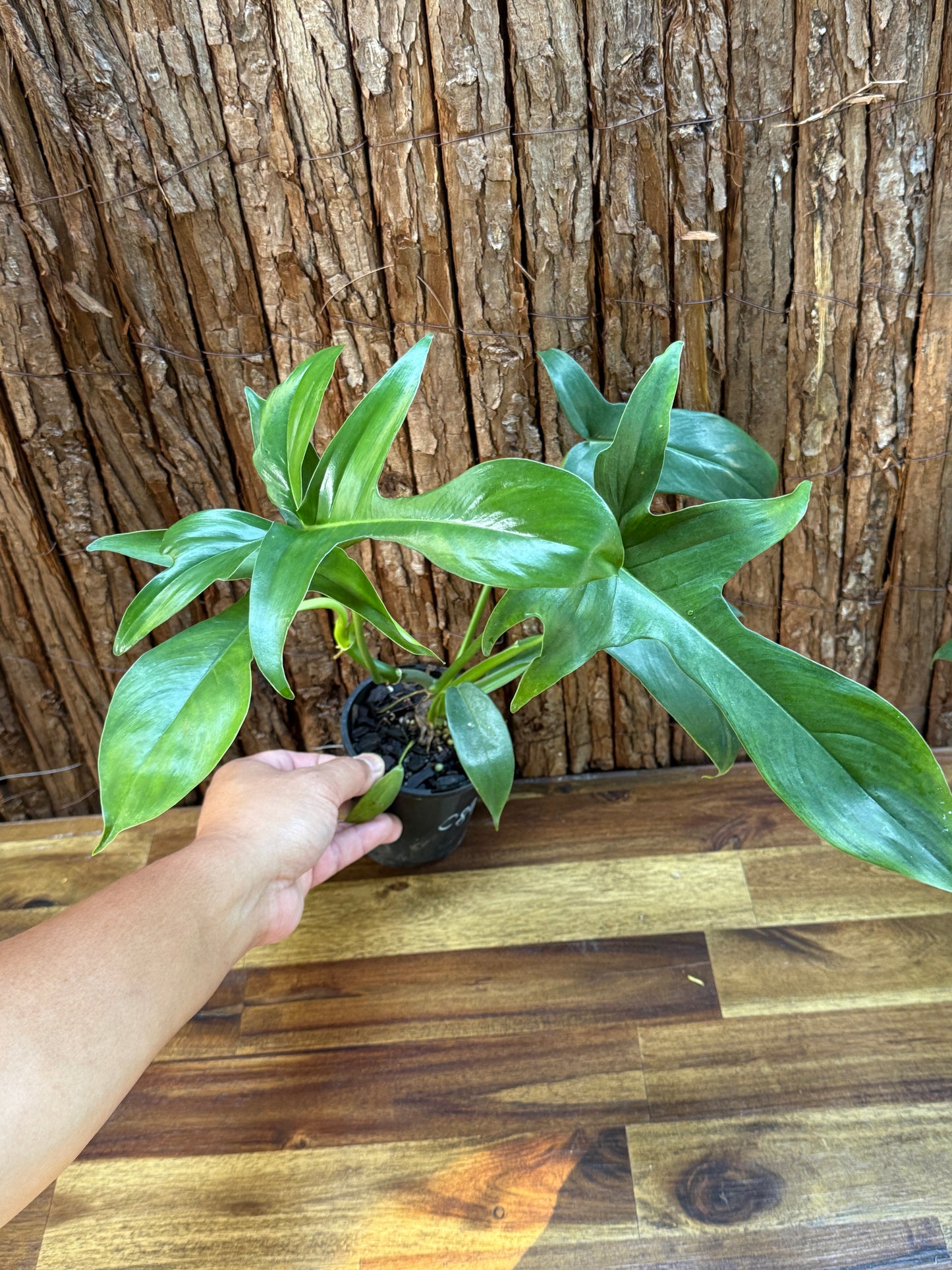 Philodendron pedatum Glad Hands