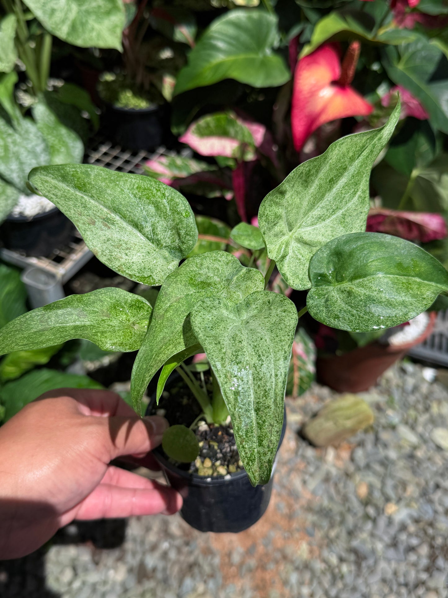 Alocasia Cucullata Mint Variegated (New Release) W16