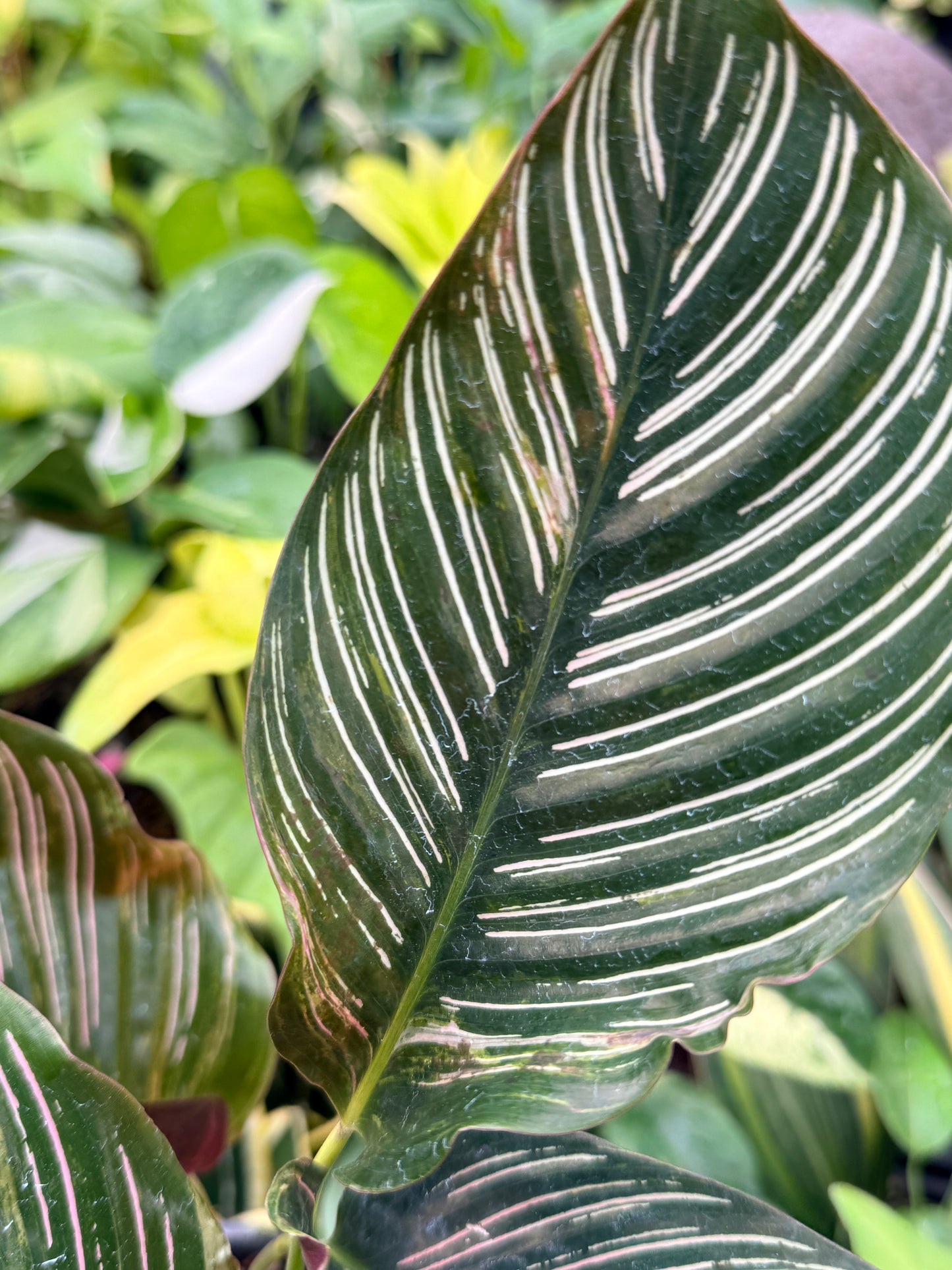 Calathea sanderiana 'Pinstripe Calathea' Variegated H24