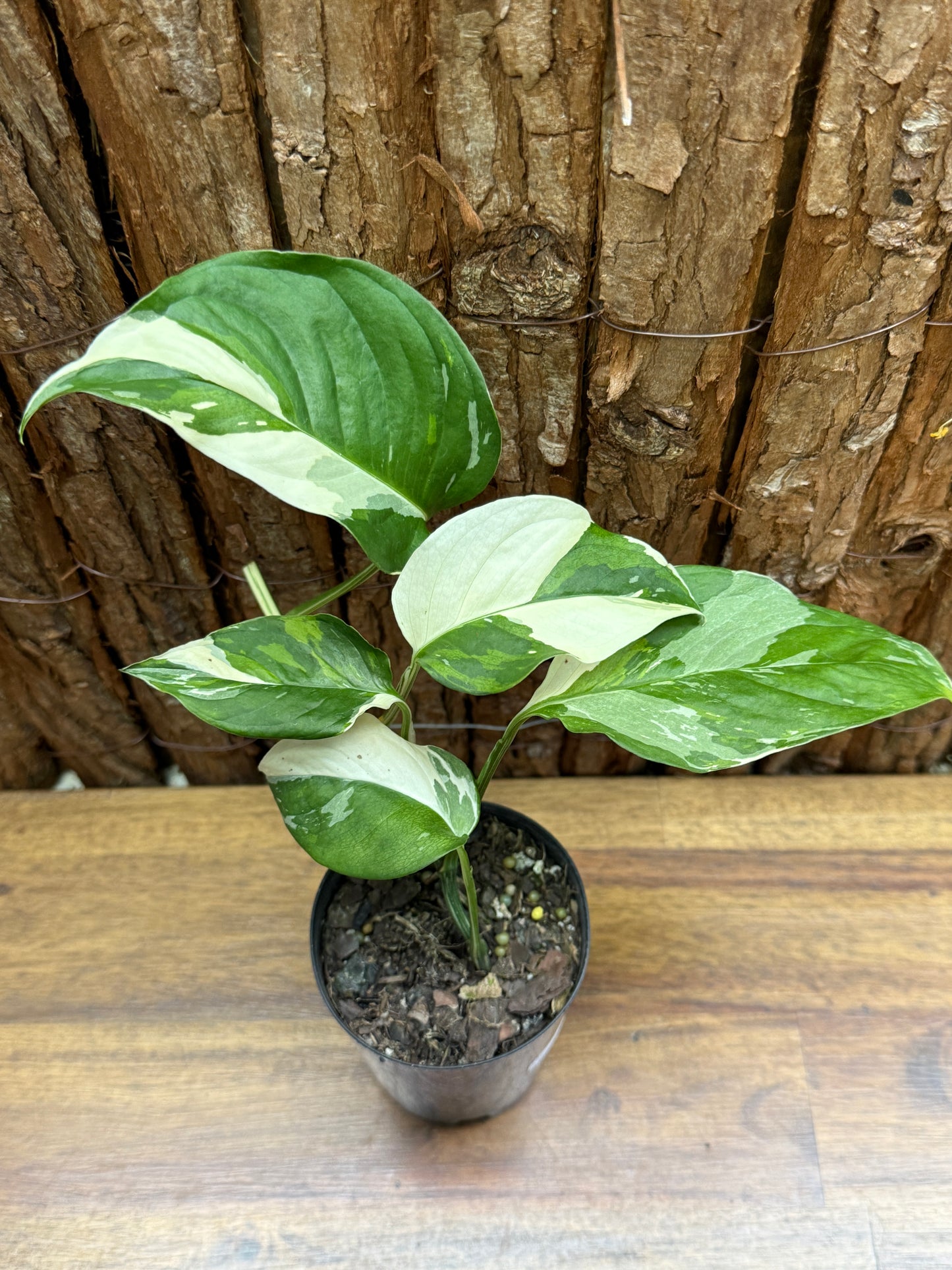 Monstera laniata Variegata