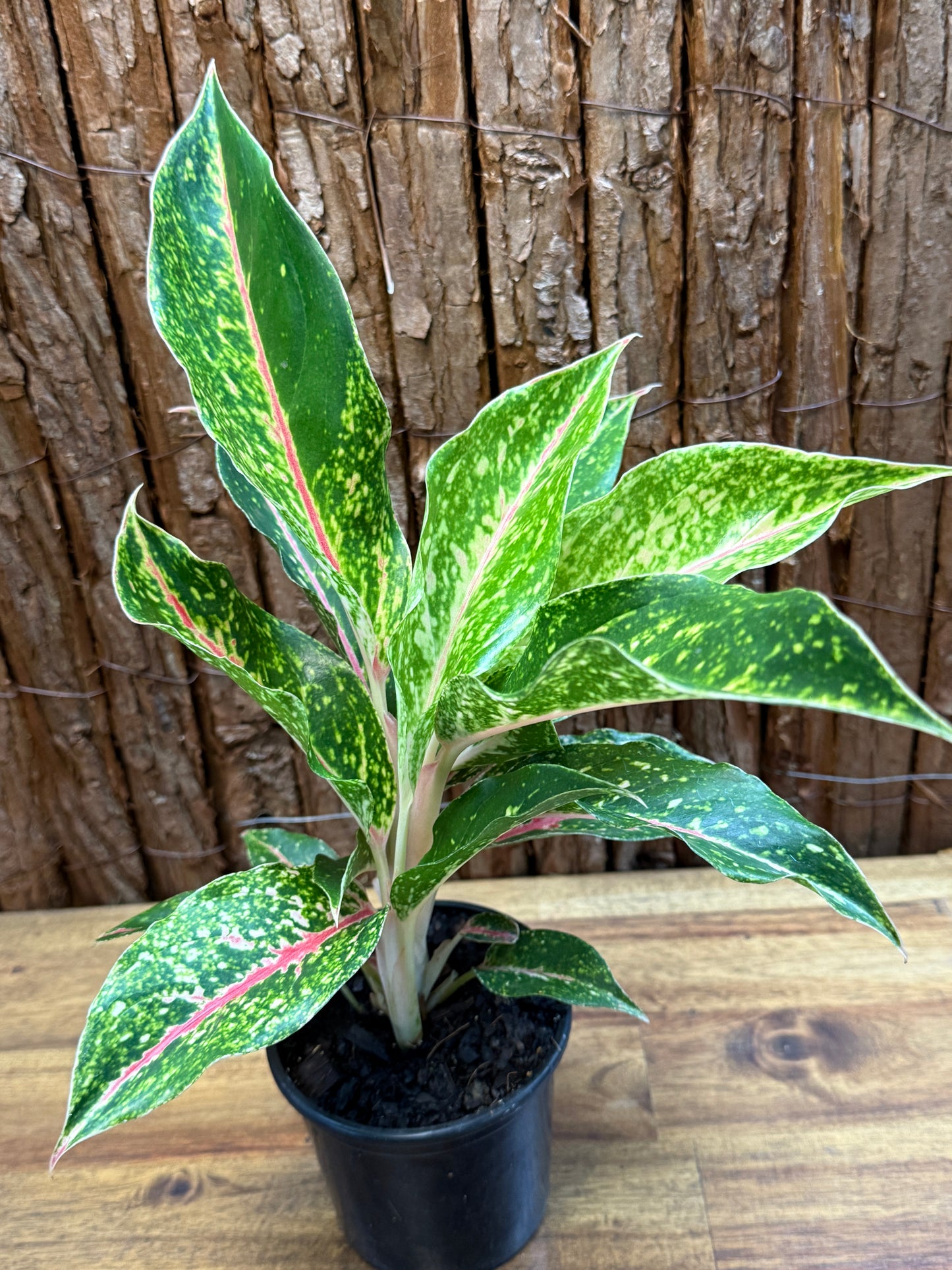 Aglaonema Night Sparkle