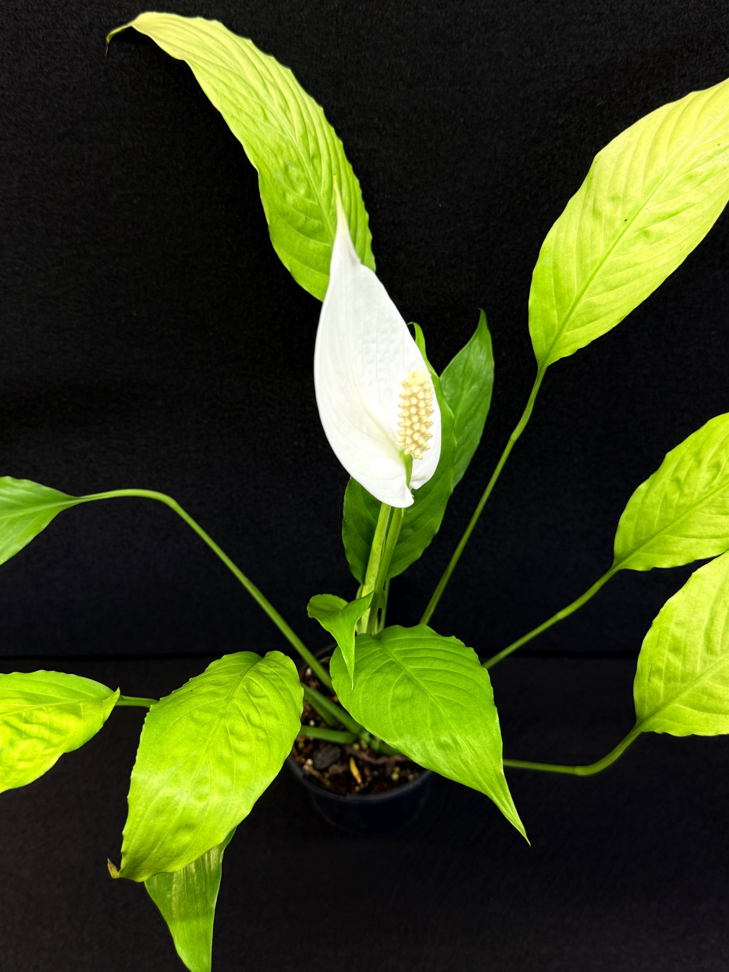 Spathiphyllum 'Golden' - Best Pick of the Crop!