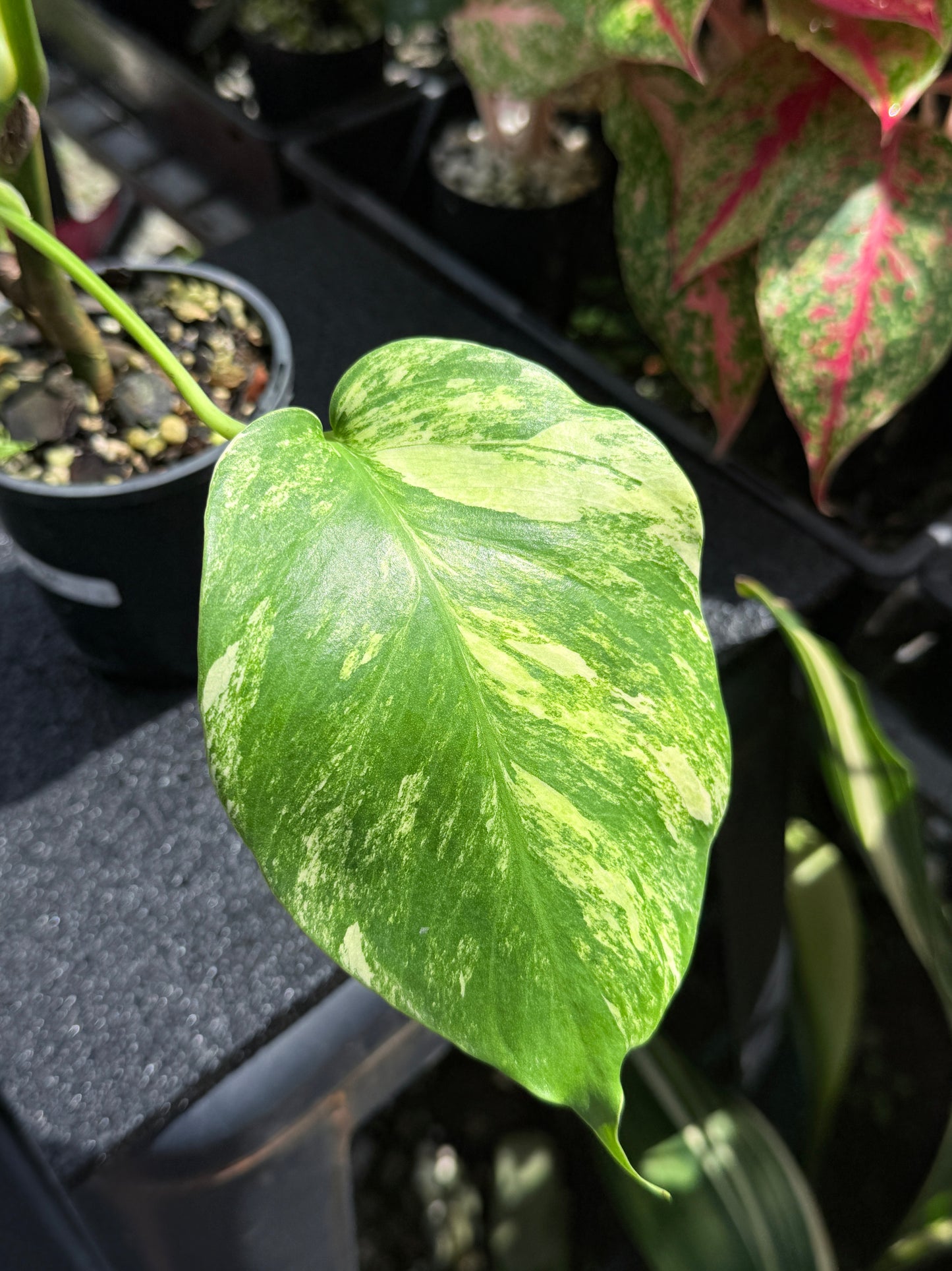 Monstera borsigiana 'Aurea’ H26