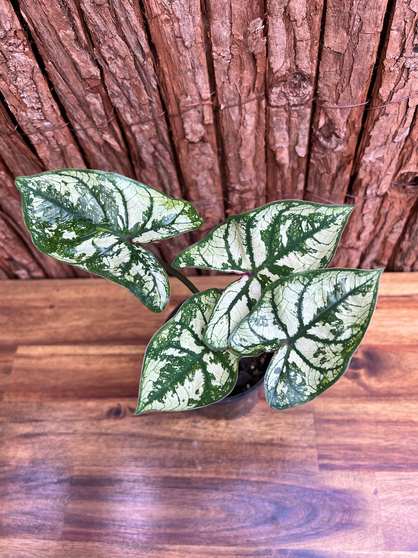 Caladium 'Purple Light' A95