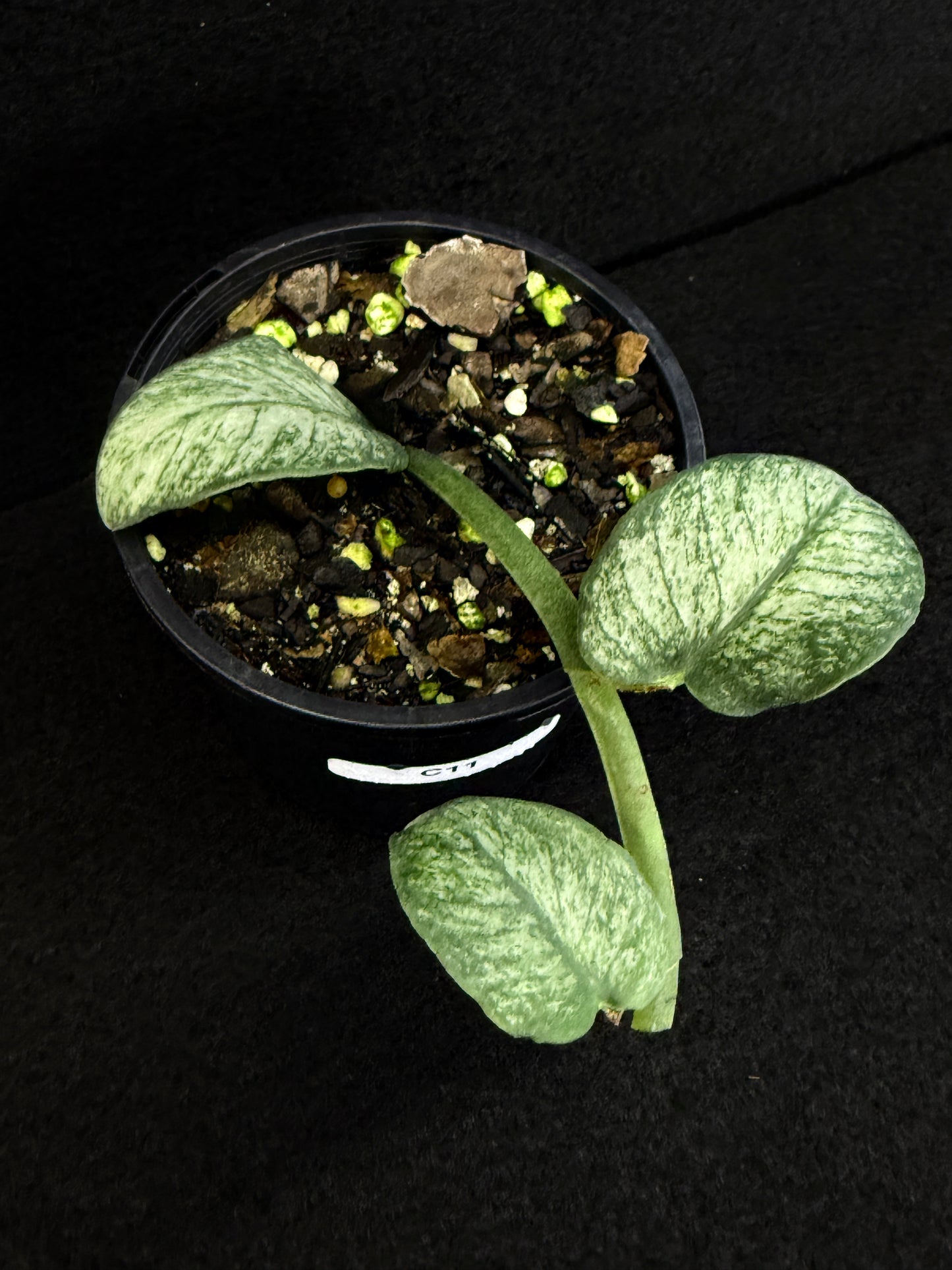 Rhaphidophora 'Hongkongensis Variegated' - Rarely offered C11