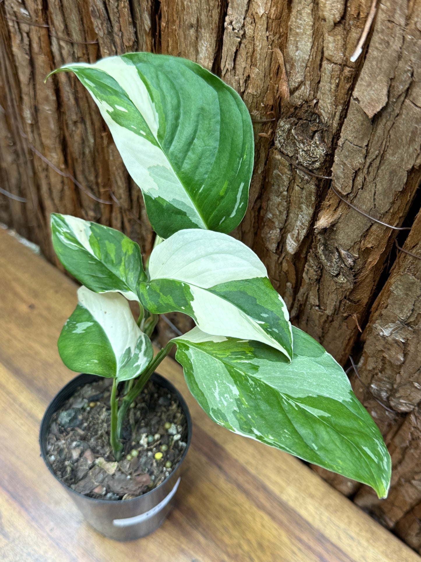 Monstera laniata Variegata