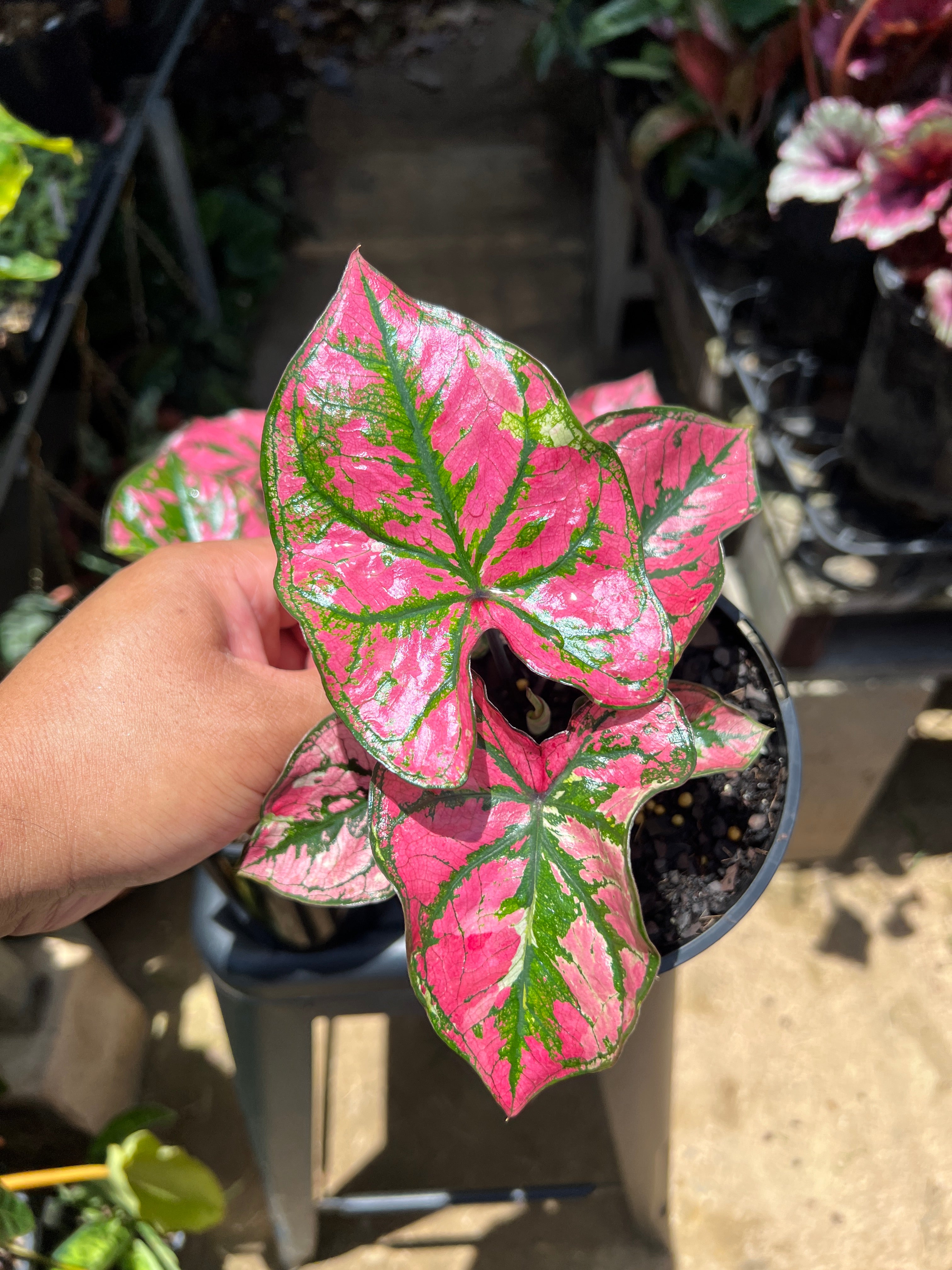 Products – Page 4 – FNQ Tropical Plants