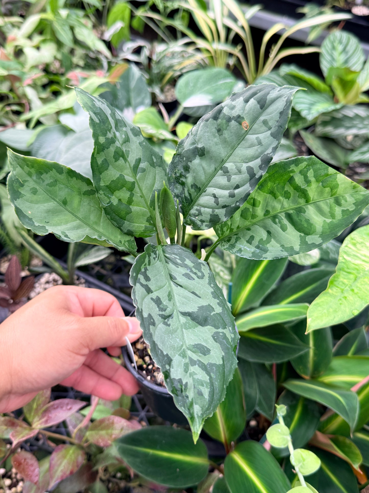 Aglaonema Pictum 'Bicolour' - Rarely Offered G15