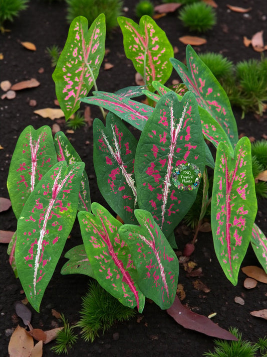 Caladium 'Picturatum' - Best Plant in Stock.