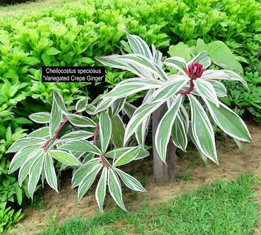 Cheilocostus speciosus 'Variegated Crepe Ginger' - Best Plant in Stock.